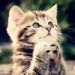 sam cat4